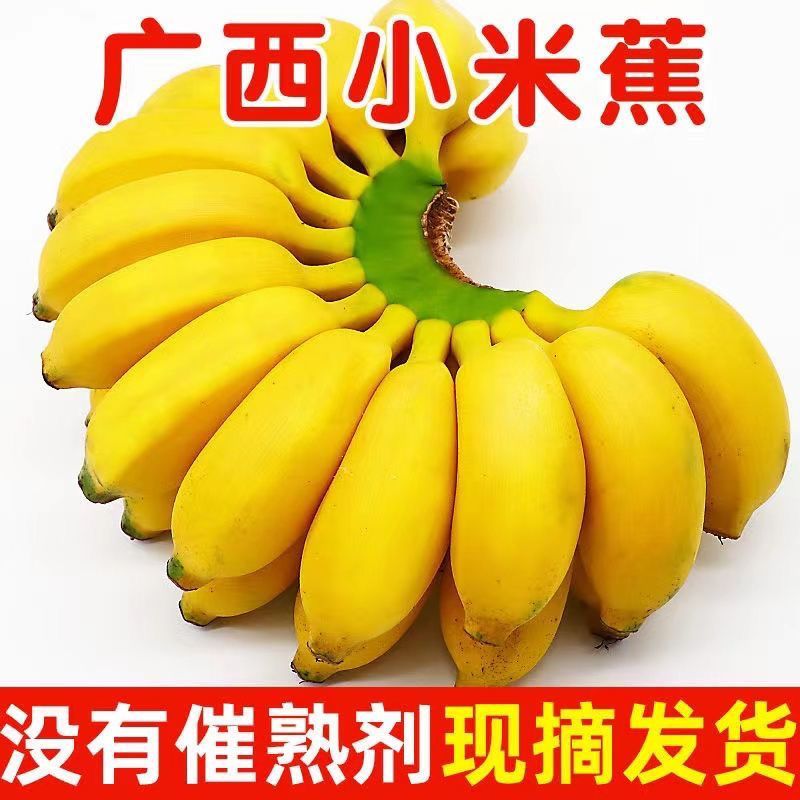 正宗广西小米蕉当季新鲜水果小香蕉皇帝蕉苹果蕉整箱3/5/9斤包邮
