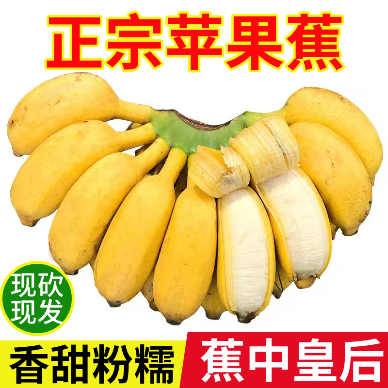 广西苹果香蕉粉蕉米蕉新鲜芭蕉3/5/9斤产地直发香甜软糯孕妇水果
