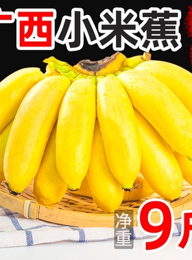 广西小米蕉当季新鲜水果9斤包邮整箱自然熟banana苹果5粉香蕉自提