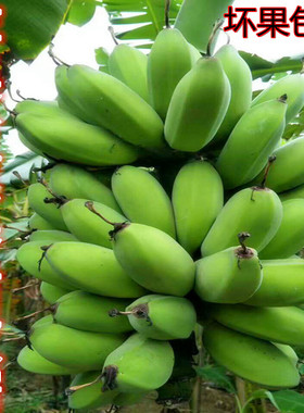 香蕉新鲜banana水果小米蕉苹果蛋蕉5斤粉蕉芭蕉非广西海南