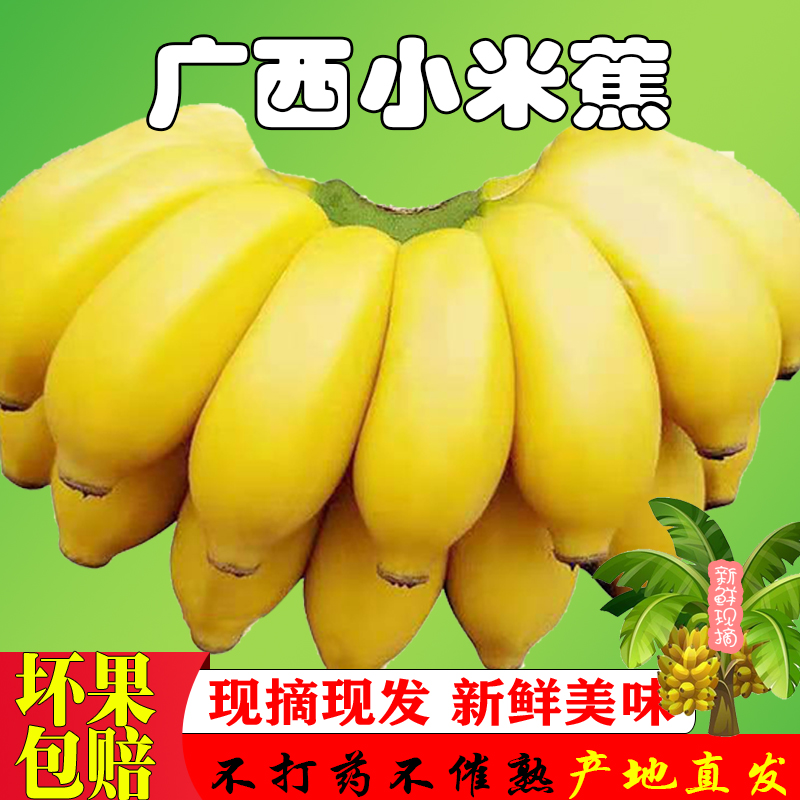 正宗广西小米蕉甜香蕉一箱新鲜水果9斤5斤非海南广东皇帝蕉苹果蕉