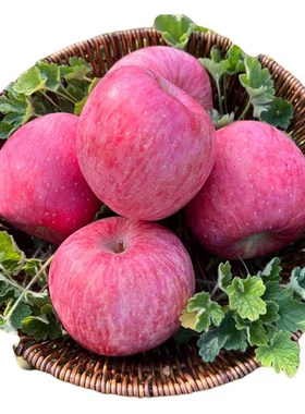 洛川苹果水果新鲜应当季脆甜多汁冰糖心陕西红富士5斤/10斤