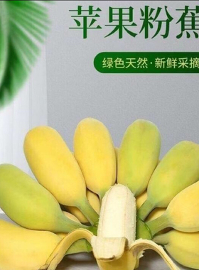 正宗苹果蕉新鲜自然熟大果广西当季水果小米蕉5斤包邮西贡蕉超甜