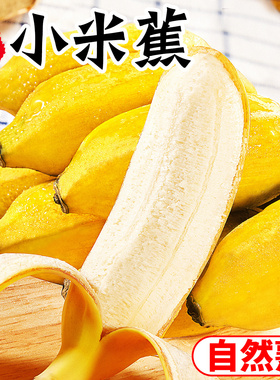 广西香蕉新鲜小米蕉水果包邮小香芭蕉苹果蕉9斤自然熟当季5整箱10