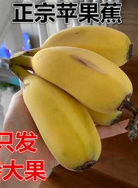 正宗苹果蕉大果 香蕉新鲜5斤自然熟当季整箱水果粉蕉小米芭蕉香焦