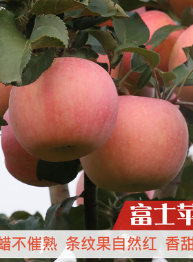 舍客农场密云生态种植新鲜红富士苹果水果不抹蜡带皮吃5斤包邮