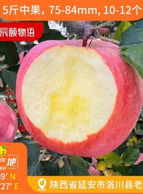 辰颐物语洛川苹果大果5斤陕西当季新鲜水果现摘红富士包邮包售后