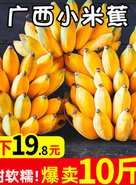 广西新鲜小米蕉香蕉水果现摘现发整箱批发3斤5斤小香蕉芭蕉苹果蕉
