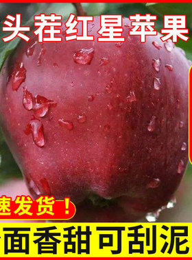 新摘红星红秦冠粉面沙甜白水苹果宝宝刮果泥老人吃的新鲜水果5斤