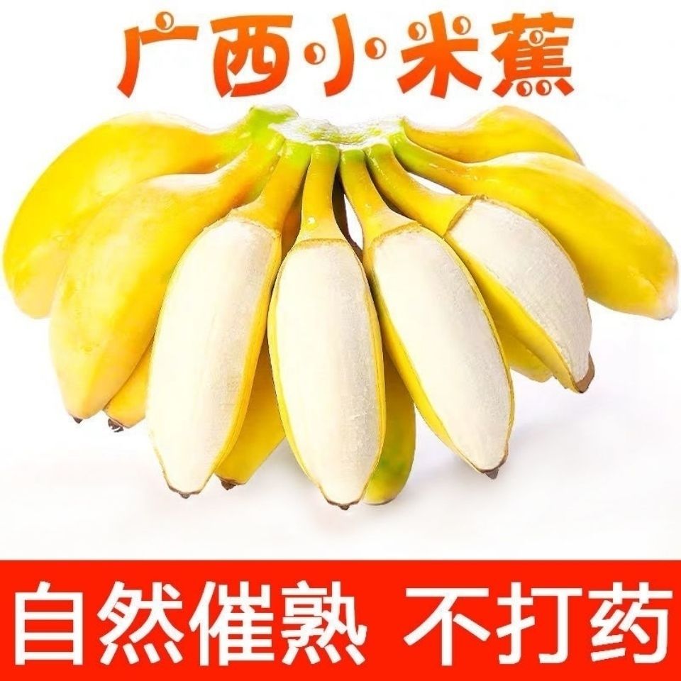 广西小米蕉新鲜10斤时令水果苹果粉香芭蕉当季水果新鲜整箱包邮5