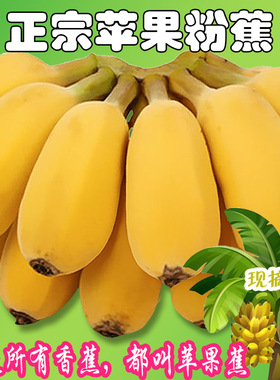 正宗苹果蕉广西香蕉9斤5斤现摘现发新鲜水果非海南广东香蕉小米蕉