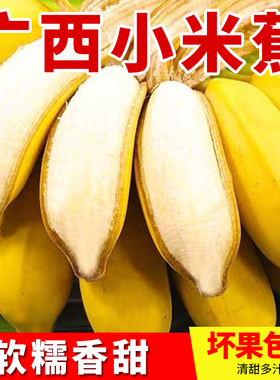 现摘广西小米蕉当季新鲜水果苹果蕉香蕉皇帝芭蕉1/3/5/9斤包邮