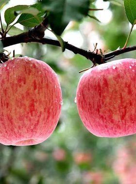 新鲜水果红富士苹果脆甜多汁3斤陕西水果当季5斤10斤整箱产地直发