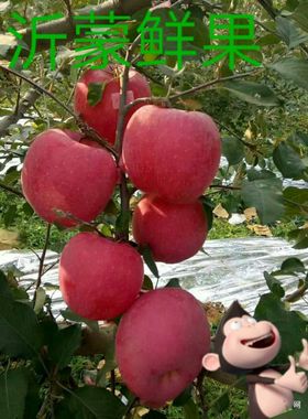 山东蒙阴脆甜红苹果红富士红将军当季新鲜水果现摘现发5斤装包邮