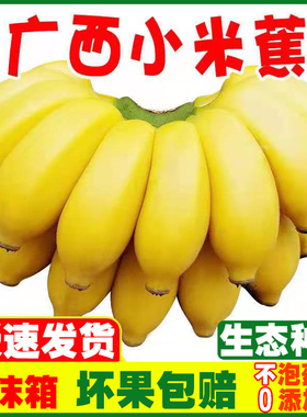 广西小米蕉香蕉一箱新鲜水果9斤5斤自然熟非海南广东香蕉苹果蕉