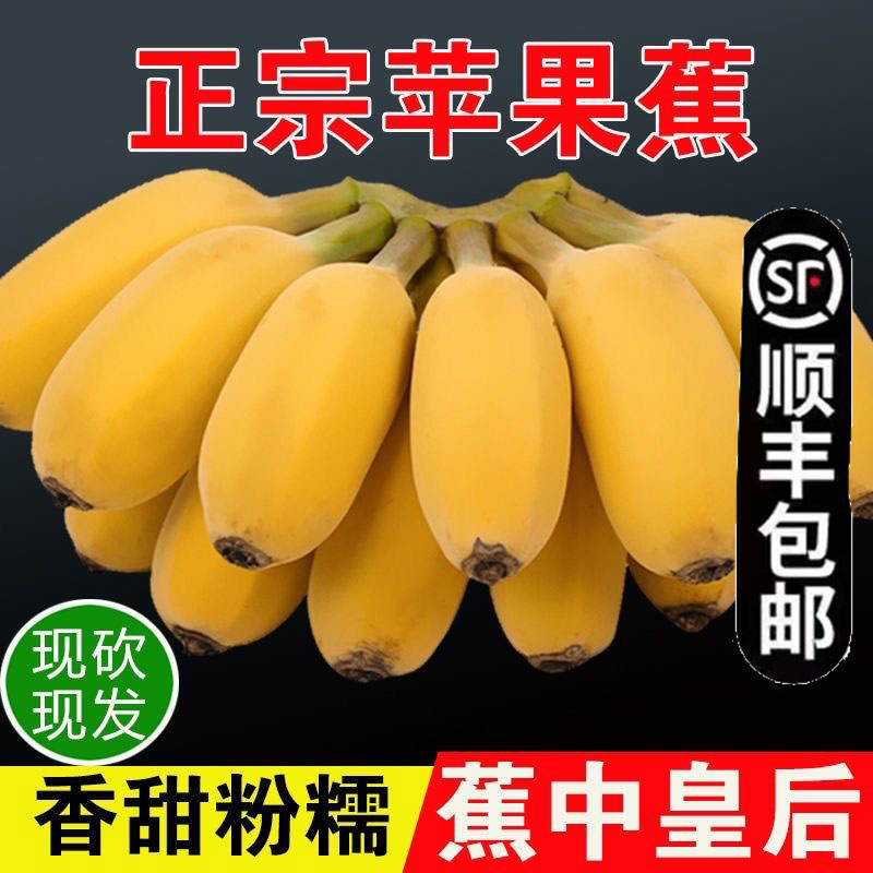 正宗苹果蕉香蕉新鲜自然熟9斤广东粉蕉广西香甜小米皇帝芭焦水果5