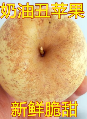山东烟台黄金奶油富士苹果5斤丑果花果新鲜水果栖霞牛奶脆甜苹果