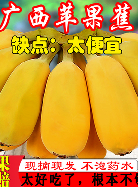 广西苹果蕉香蕉5斤自然熟水果新鲜现货非福建海南小米蕉皇帝蕉10
