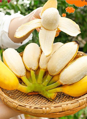 广西苹果蕉软糯香甜 香蕉新鲜水果5斤起 不打催熟药自行放熟再吃