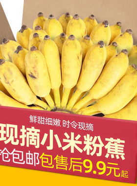 正宗广西小米蕉香蕉新鲜5斤水果整箱当季小香蕉粉蕉自然熟苹果蕉