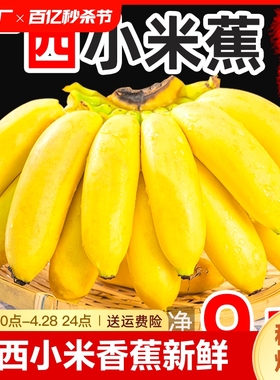 广西小米蕉当季新鲜水果9斤包邮整箱自然熟banana苹果5粉香蕉自提