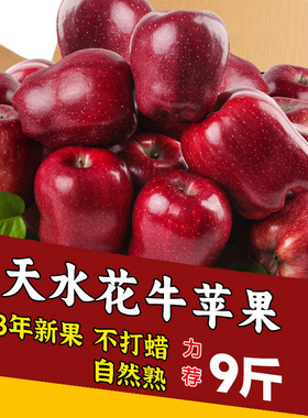 现货甘肃天水花牛苹果3/5/9斤水果新鲜整箱孕妇当季红甜粉面包邮