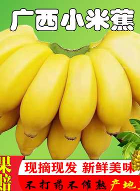 正宗广西小米蕉甜香蕉一箱新鲜水果9斤5斤非海南广东皇帝蕉苹果蕉