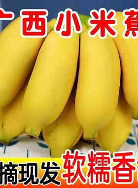 正宗广西小米蕉当季水果现摘新鲜小香蕉皇帝蕉芭蕉苹果蕉3/5/9斤