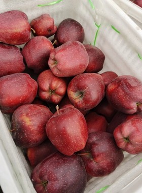 甘肃天水花牛苹果5斤10斤新鲜水果当季整箱包邮孕妇苹果红果粉面
