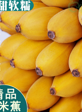 广西小米蕉香蕉5斤自然熟新鲜水果非福建海南苹果蕉皇帝蕉10包邮