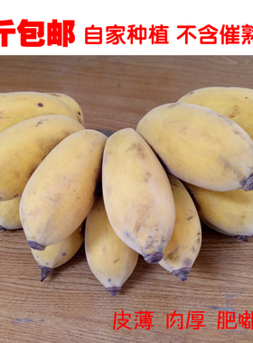 广西苹果蕉新鲜水果香蕉banana西贡蕉非小米蕉5斤苹果蕉新鲜包邮