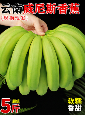 云南威尼斯绿皮香蕉5斤新鲜水果高山甜香蕉自然熟大芭蕉苹果米蕉3
