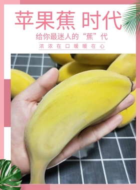 果园直销新鲜香蕉福建苹果蕉小胖子香蕉无添加剂自然熟水果5斤包