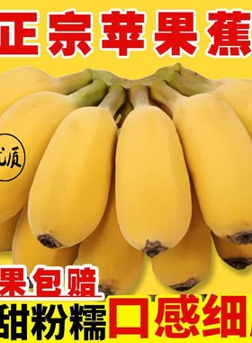 【现摘现发】正宗广西苹果蕉当季新鲜苹果粉蕉小米芭蕉10斤整箱5