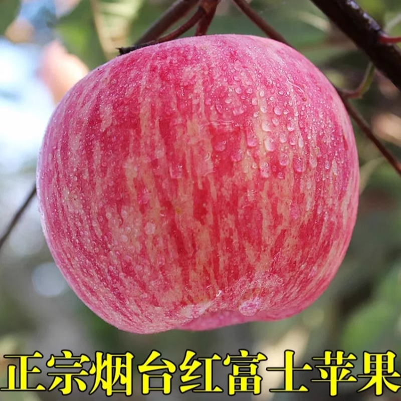 山东烟台红富士10斤苹果水果新鲜整箱包邮冰糖心栖霞平果5食品