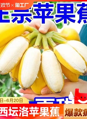 正宗苹果蕉应季自然熟香蕉5斤9斤新鲜整箱粉芭蕉水果现摘软糯香甜