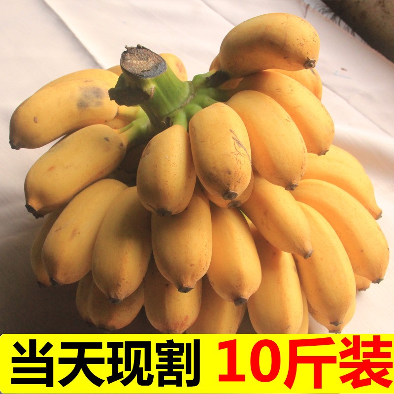 广西新鲜正宗小米蕉当季水果香蕉新鲜苹果蕉芭苹果蕉3斤5斤10斤