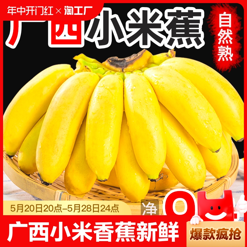 广西小米蕉当季新鲜水果9斤包邮整箱自然熟banana苹果5粉香蕉入口