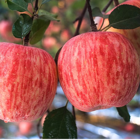 【超低价】冰糖心丑苹果脆甜红富士当季新鲜水果2/5/10斤苹果