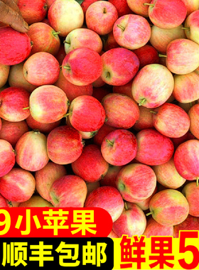 东北沙果k9新鲜现摘现发小沙果5斤新鲜包邮水果糖心小苹果海棠果