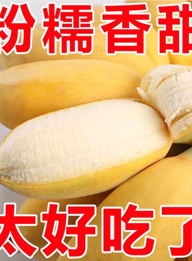 苹果香蕉新鲜10斤当季水果banana包邮自然熟粉蕉大个正宗苹果蕉