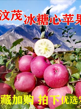 四川汶川茂县冰糖心苹果当季新鲜果肉细腻现摘红富士丑苹果大个10