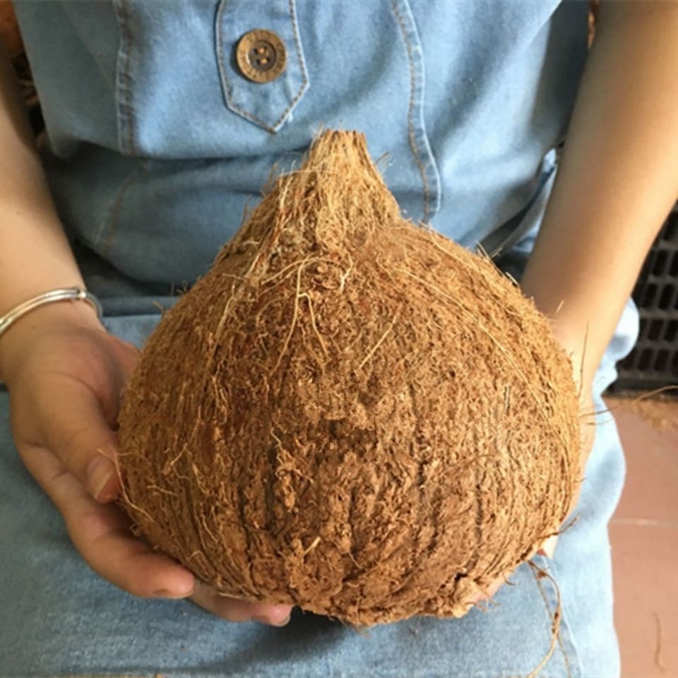 海南特大老椰子周长41-43cm新款新鲜水果毛耶子煲汤孕妇椰青3个装