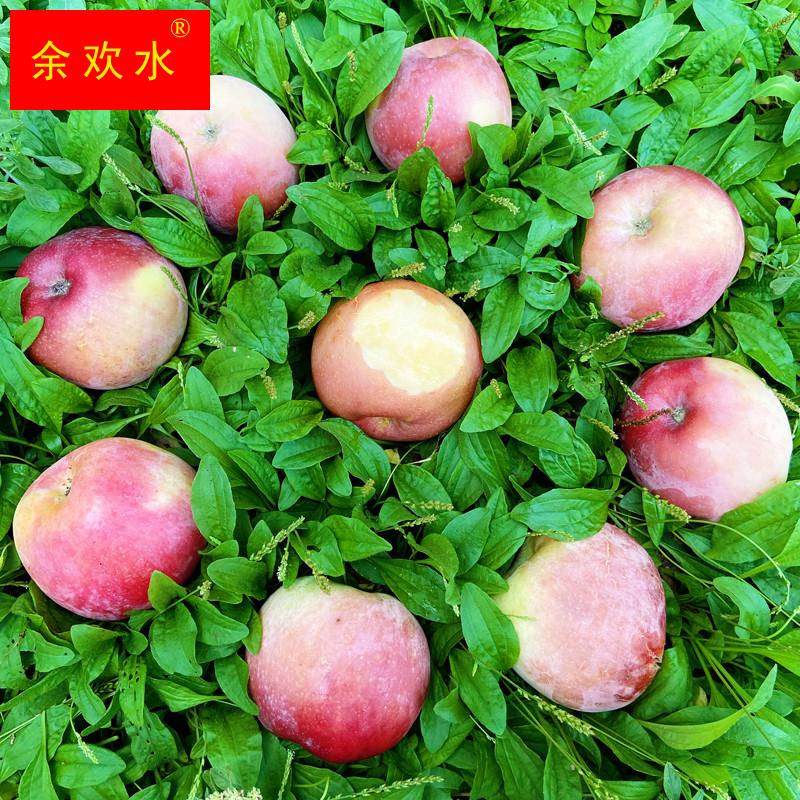 北海道大个大果纯甜苹果水果新鲜软甜老人孕妇宝宝吃的酥嫩多汁果