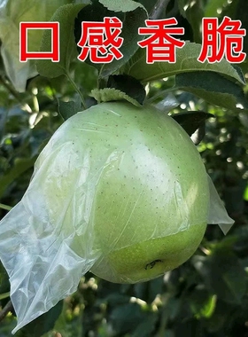 正宗狼牙山农产品王林青苹果当季新鲜水果鲜果脆甜个大产地直邮
