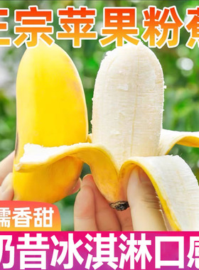 苹果香蕉新鲜10斤当季水果banana包邮自然熟粉蕉大个正宗苹果蕉