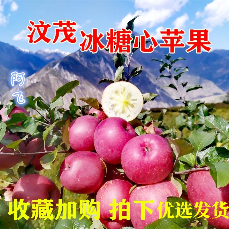 四川汶川茂县冰糖心苹果当季新鲜果肉细腻现摘红富士丑苹果大个10