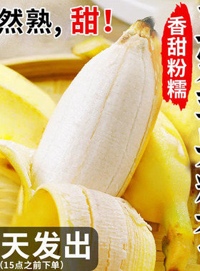 正宗苹果蕉香蕉新鲜10斤包邮当季水果广东自然熟粉蕉特大果banana
