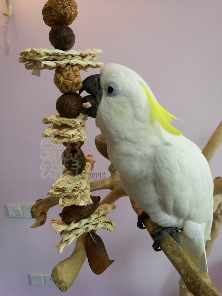 大中小型鹦鹉啃咬玩具麻花玉米皮小果串健康安全宠物鸟原创设计