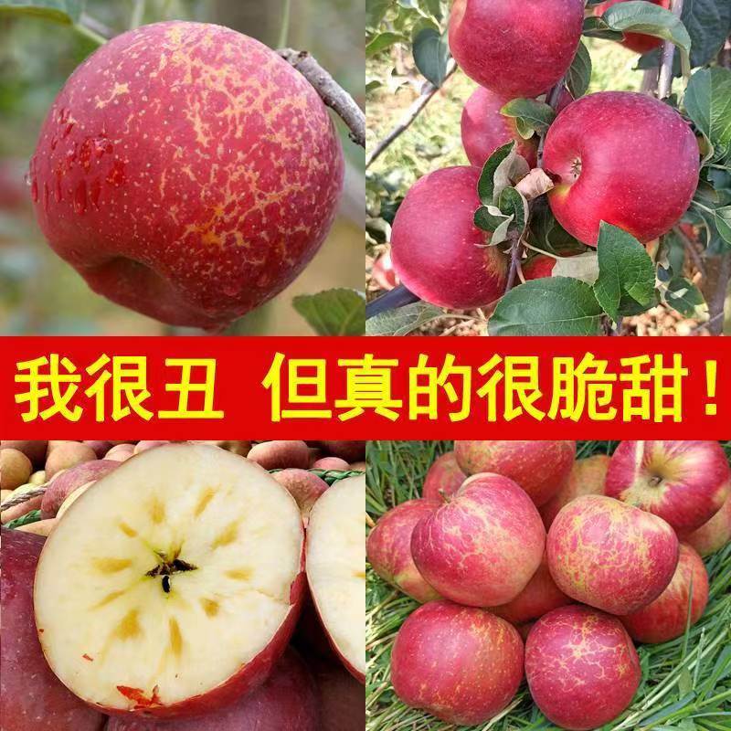 【爆甜】正宗四川大凉山丑苹果红富士冰糖心新鲜水果应季批发整箱